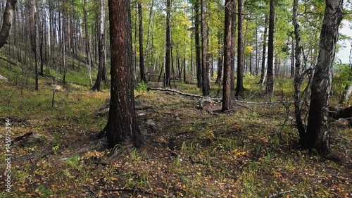 Wallpaper Mural Stylish shooting of deciduous forest with large trees Torontodigital.ca