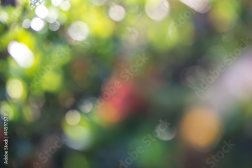 Abstract blurred nature bokeh background in green tone