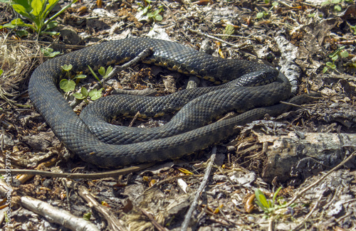 The snake heats in the forest on the leaves from the side