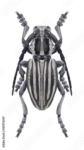 Beetle Dorcadion buresi on a white background © als