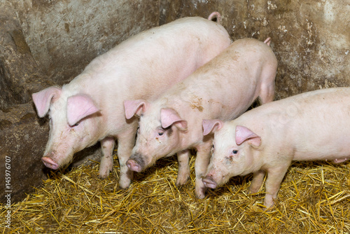 Breeding pigs on the farm. Pig flu.