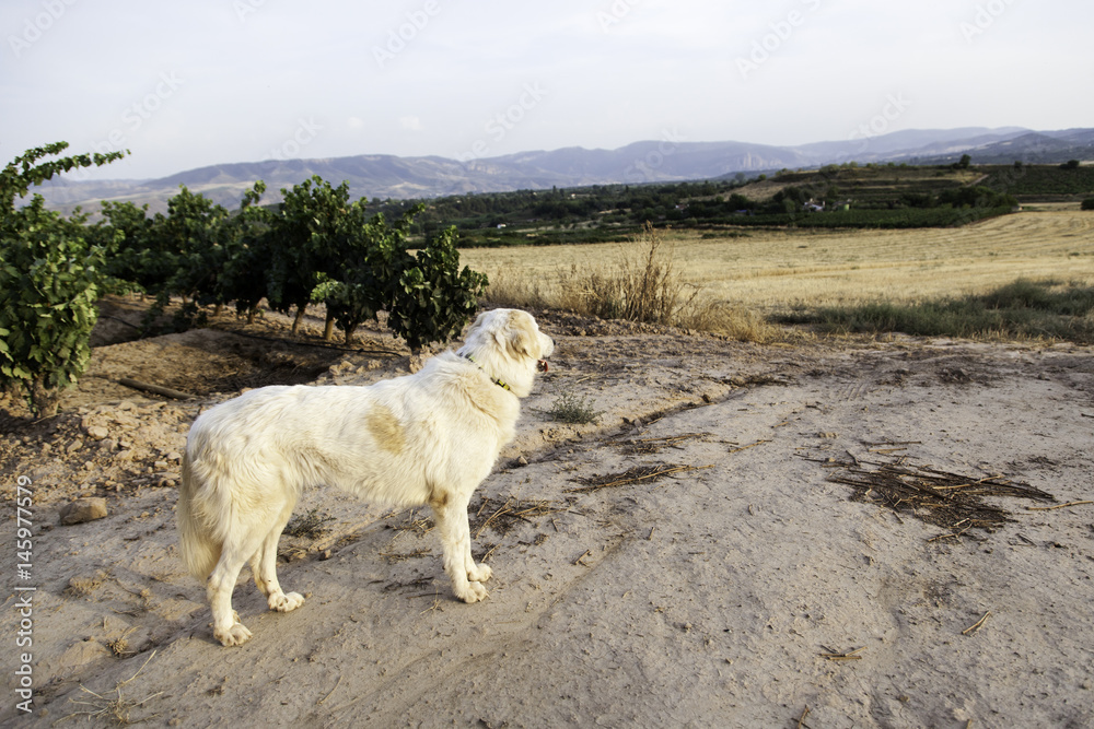 Fototapeta premium Mastiff dog field