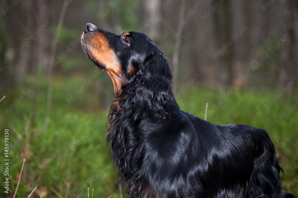 Gordon Setter hunting dog standing in profile in the  forest