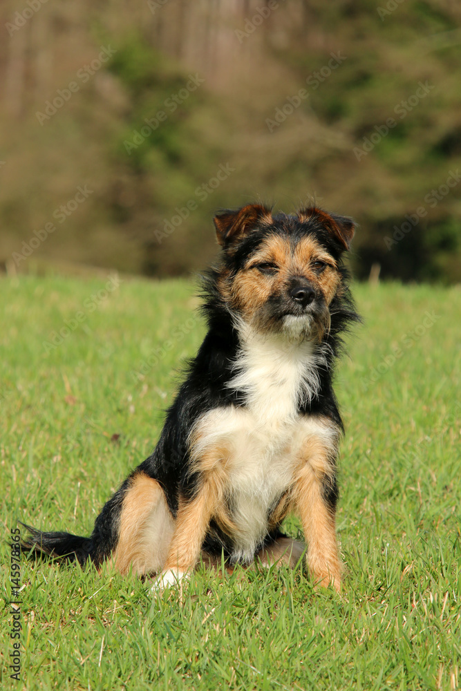 Terrier Mischling Terrier Mischling