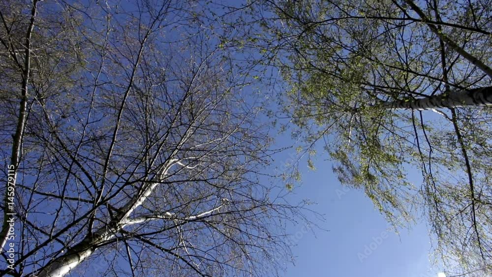 birch trees, blue sky from below view, spring birch trees, blue sky from below view, spring