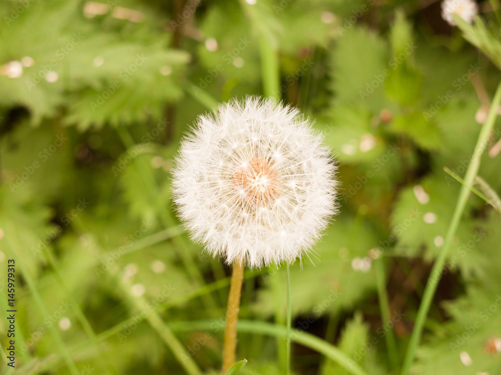 a sharp and clear isolated white dandelion head up close in spring a sharp and clear isolated white dandelion head up close in spring