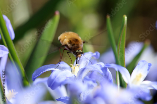 Wollschweber photo