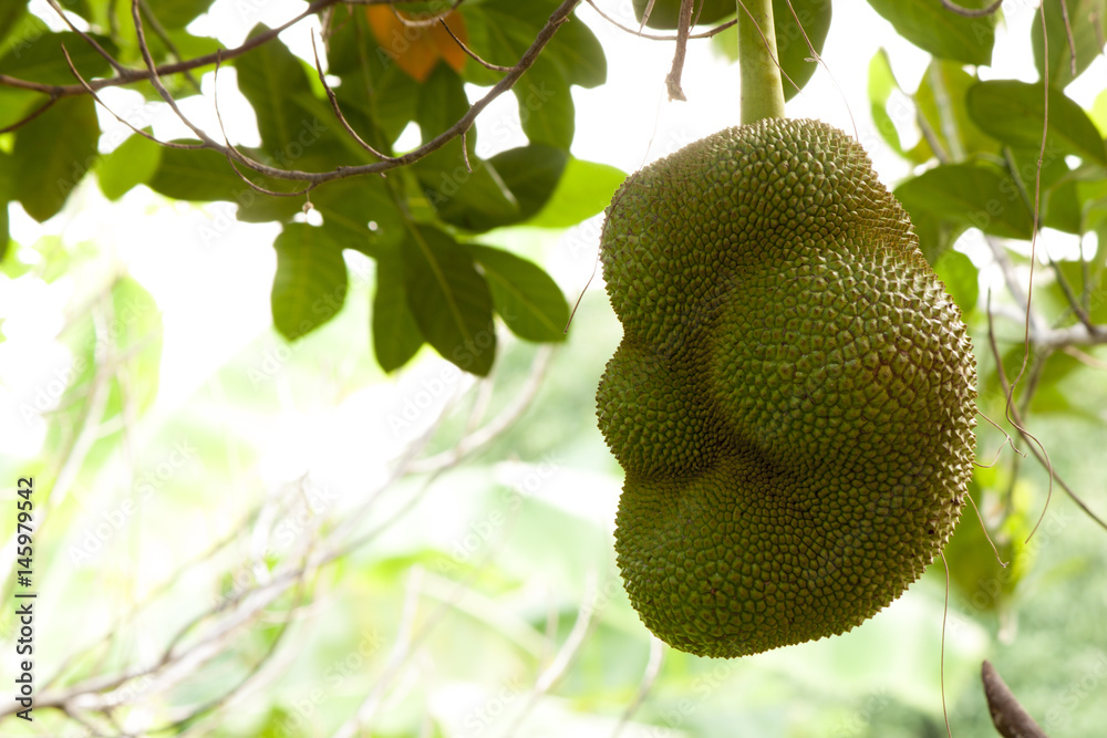 Jackfruit on the tree Jackfruit on the tree