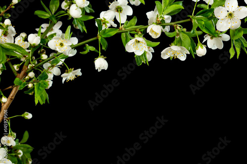 Blooming of sakura or cherry flowers in spring time with green leaves, in isolated black background. mock-up on copy space for Inscriptions.