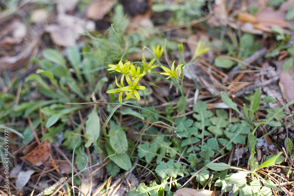 Fototapeta premium The first spring flowers, small yellow flowers