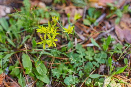 The first spring flowers, small yellow flowers