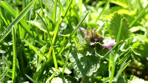 bumblebee, Dumbledore pollinating, flying over spring wild nettle flowers photo