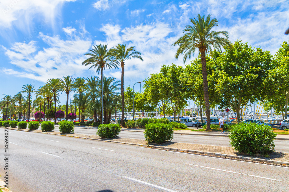 Fototapeta premium Palma de Mallorca famous marina Carrer Del Moll, and palm trees 
