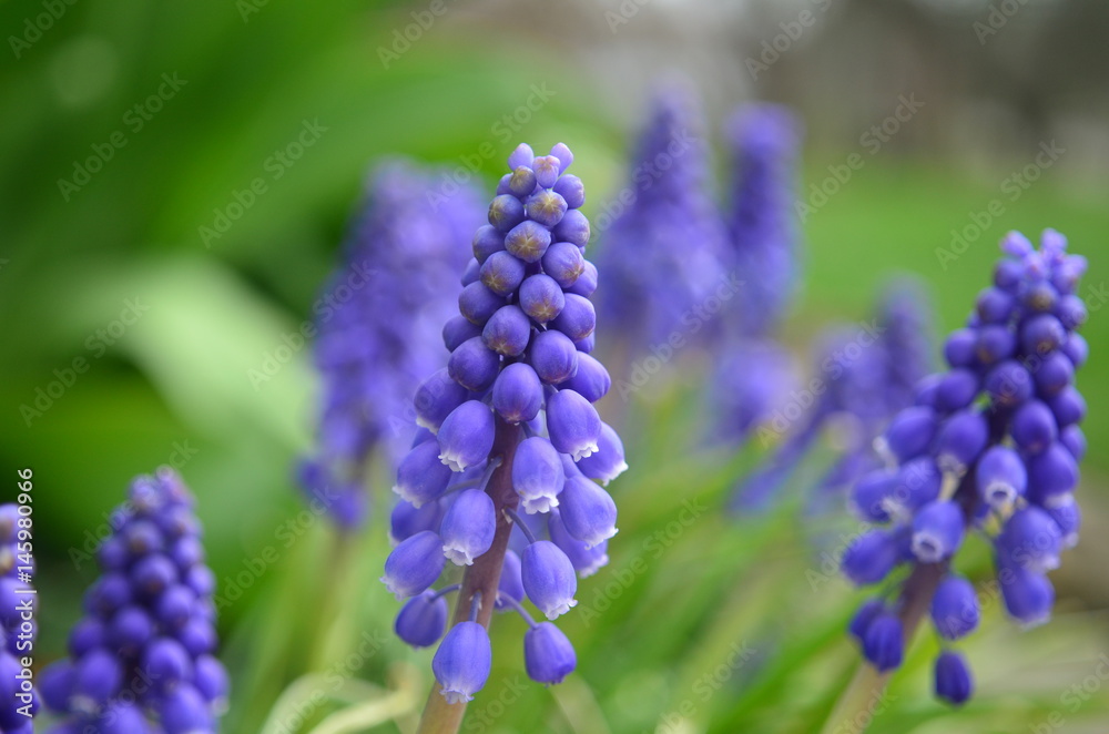 Closeup on a cluster of blue purple clusters of grape hyacinths Closeup on a cluster of blue purple clusters of grape hyacinths