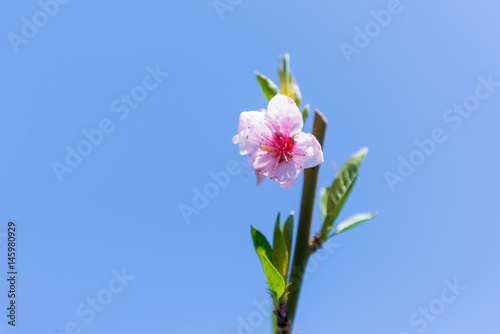 The flower of a cherry tree which blooms on the way. Flowering cherry in the spring  the scent of blossoming apricot.