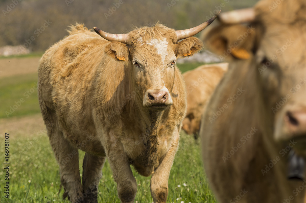 Vaches du Grésivaudan - Chartreuse - Isère. Vaches du Grésivaudan - Chartreuse - Isère.