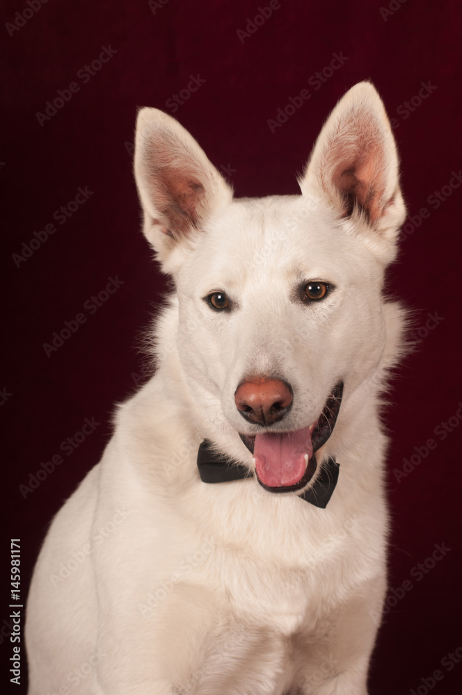 White mixed breed dog at studio
