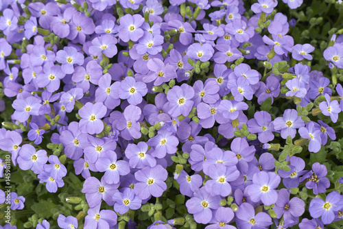 Aubrieta close up