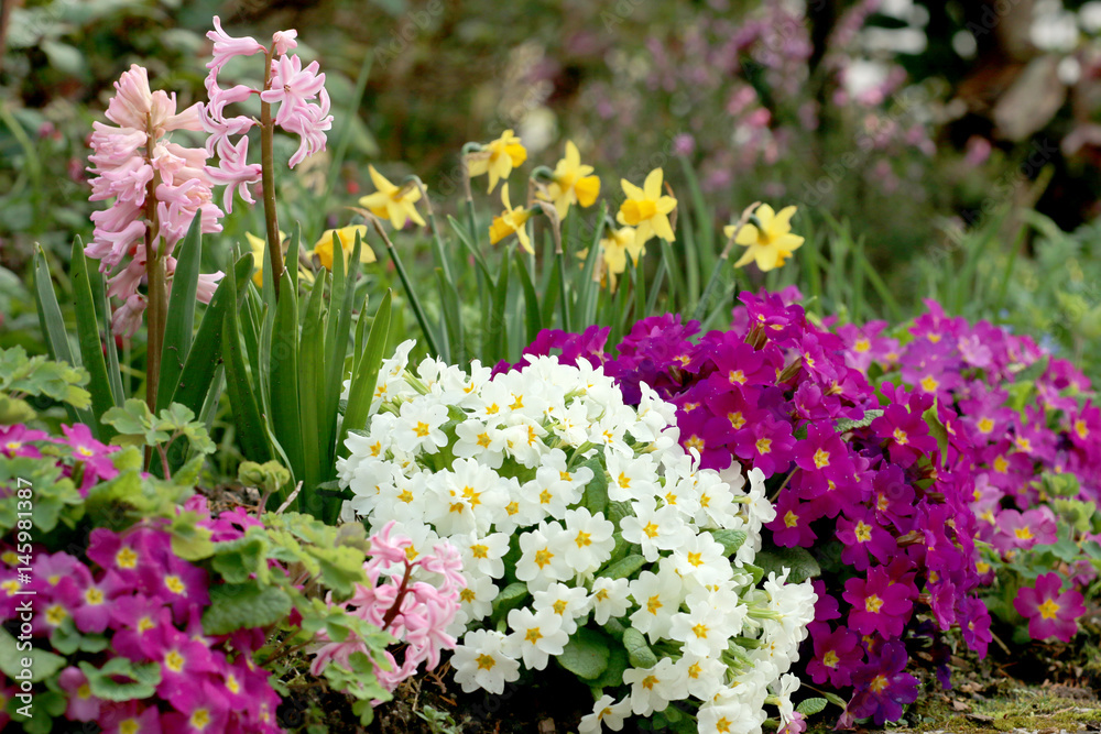 Obraz premium Frühlingsblumen