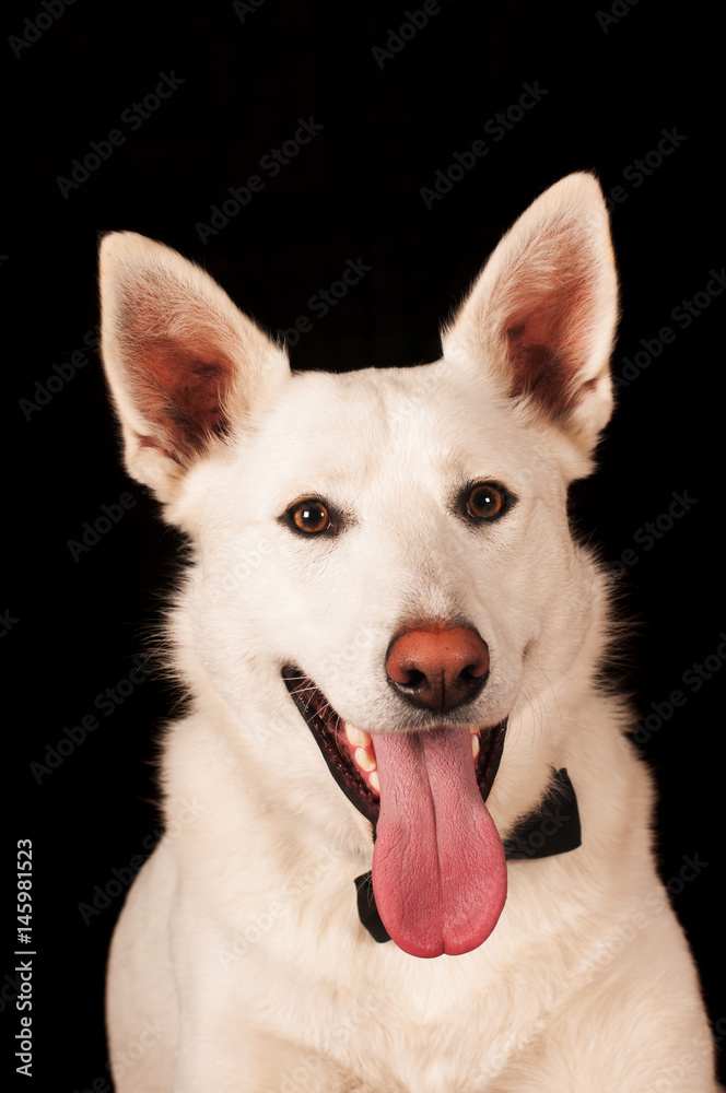 Obraz premium White mixed breed dog at studio