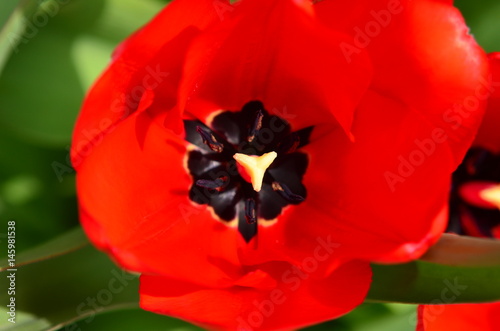 Closeup of the inside of a stunning red tulip in full bloom