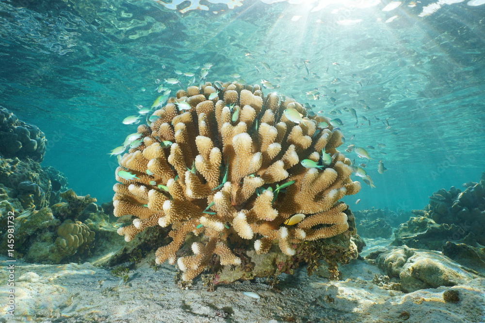 Fototapeta premium Pocillopora coral underwater with tropical fish Blue-green chromis and natural sunlight from sea surface, Bora Bora, Pacific ocean, French Polynesia
