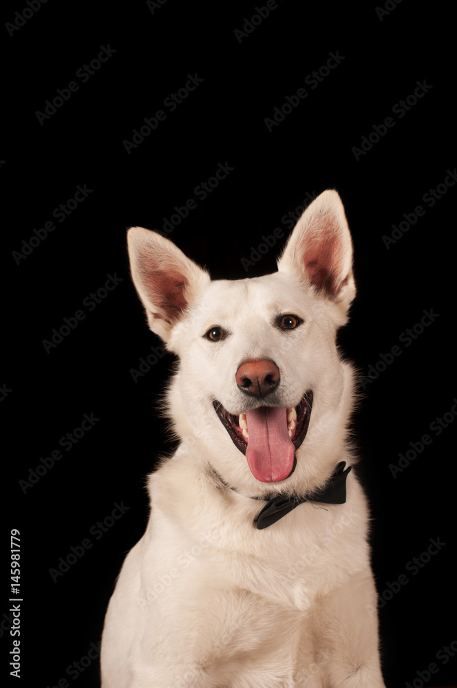 White mixed breed dog at studio White mixed breed dog at studio