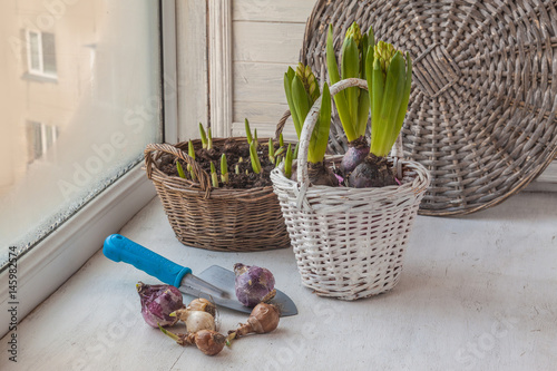 Bulbs of hyacinths and daffodils  on the window