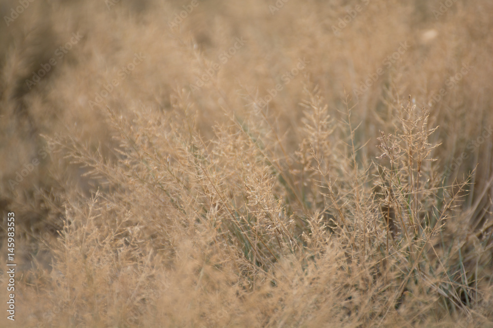 grass texture and background grass texture and background