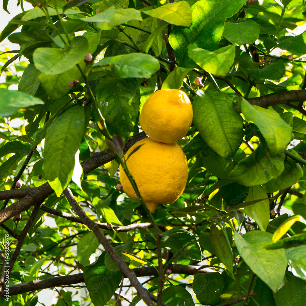 ripe lemons hanging on tree