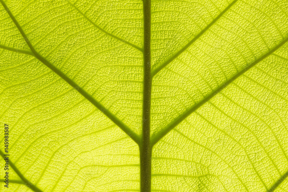 Obraz premium Green teak leaf texture