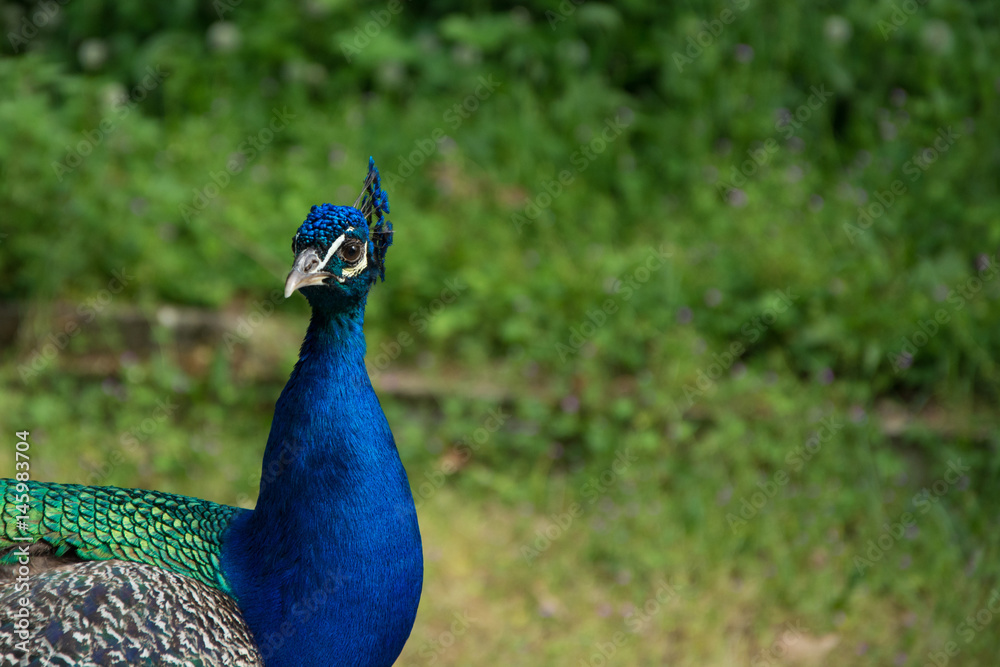 Fototapeta premium Peacock