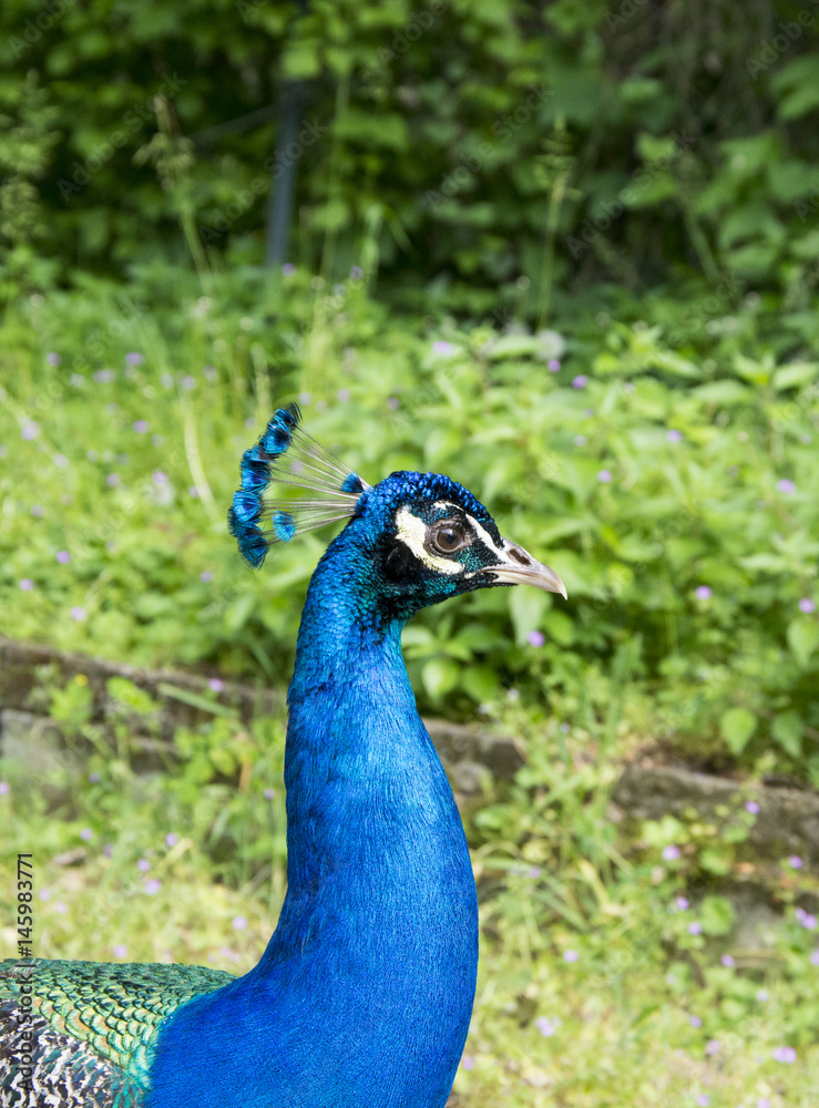 Peacock portrait Peacock portrait