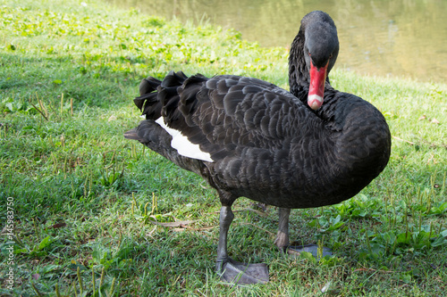 Black Swan (Cygnus)