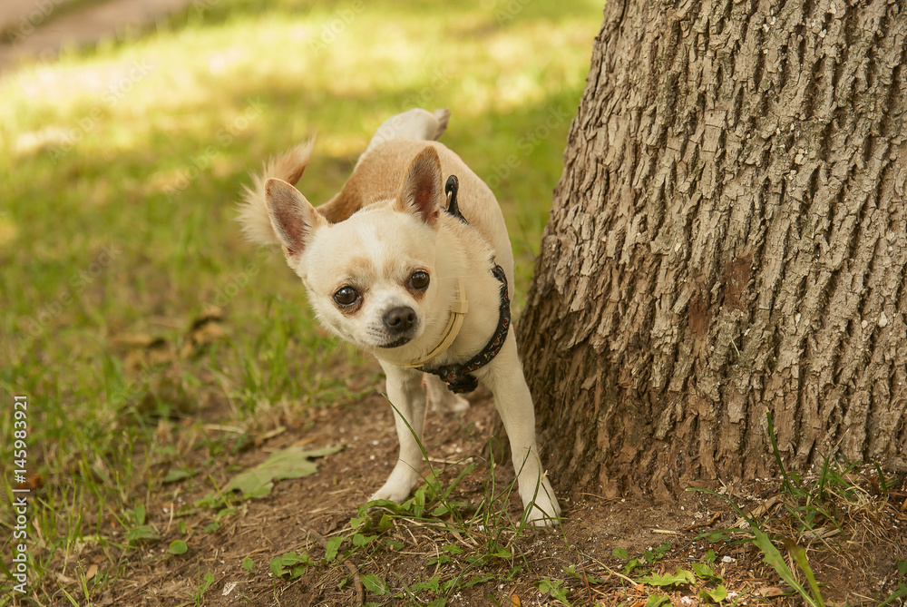 Chihuahua is played on green grass 