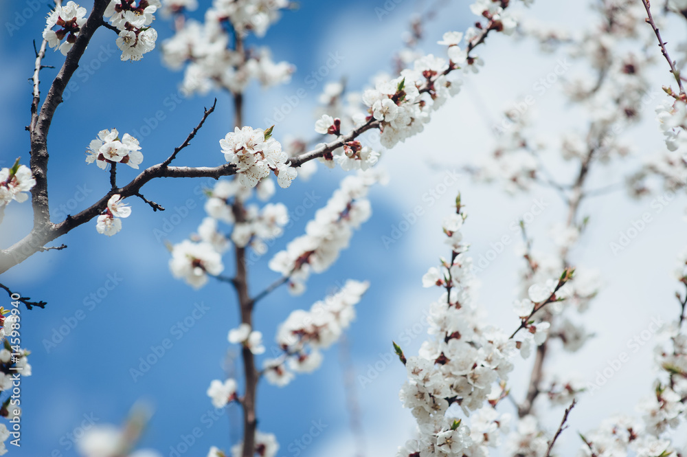 Branches of a blossoming tree on a sky background. Branches of a blossoming tree on a sky background.