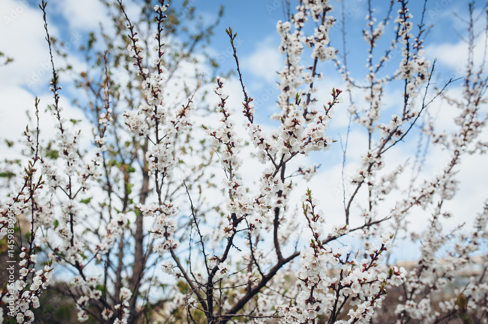 White branches of a blossoming tree against a background of clear sky. White branches of a blossoming tree against a background of clear sky.