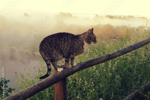 Cat in rural landscape photo