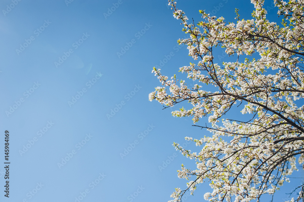 White branches of a blossoming tree against a background of clear sky. Template for postcard, poster, advertisement.
