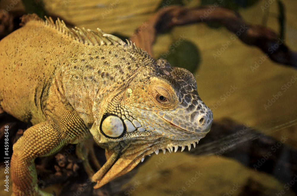 iguana iguana