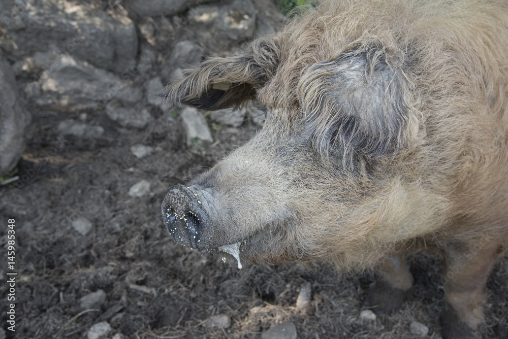Fototapeta premium Mangalitzaschwein im Profil