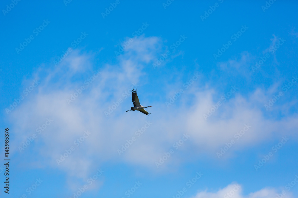 The crane in blue sky