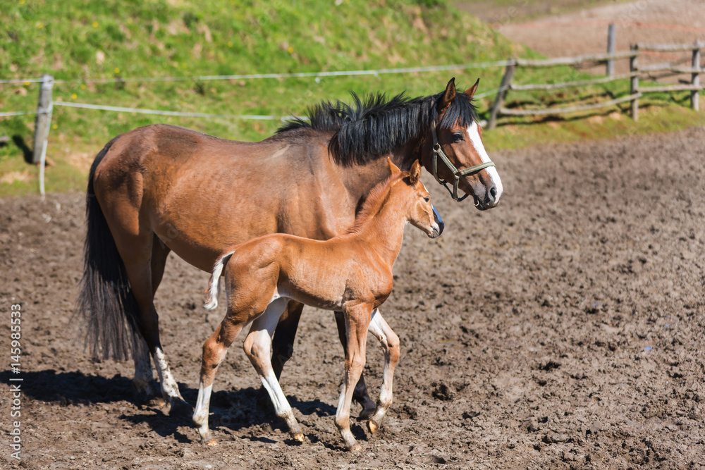 Cheerful young foal on the meadow Cheerful young foal on the meadow