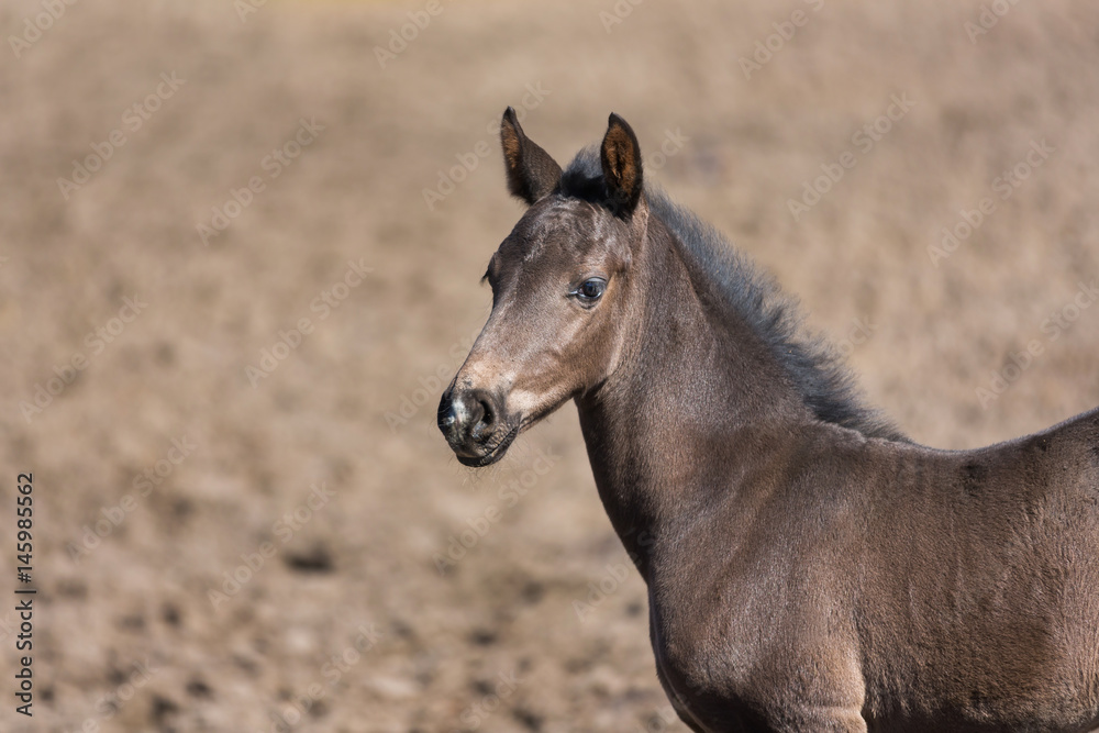 Cheerful young foal on the meadow Cheerful young foal on the meadow