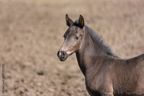Cheerful young foal on the meadow