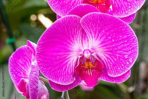 pink phalaenopsis orchid flower