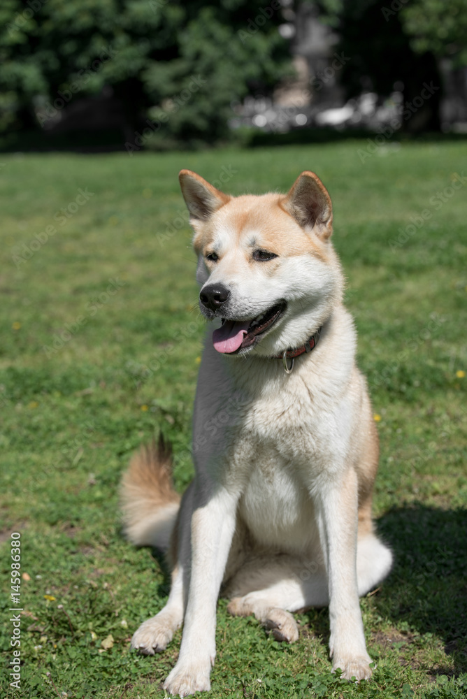 Close-up of akita inu dog.Selective focus