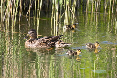 Female mallard duck swimming on lake with reeds in the background with young ducklings