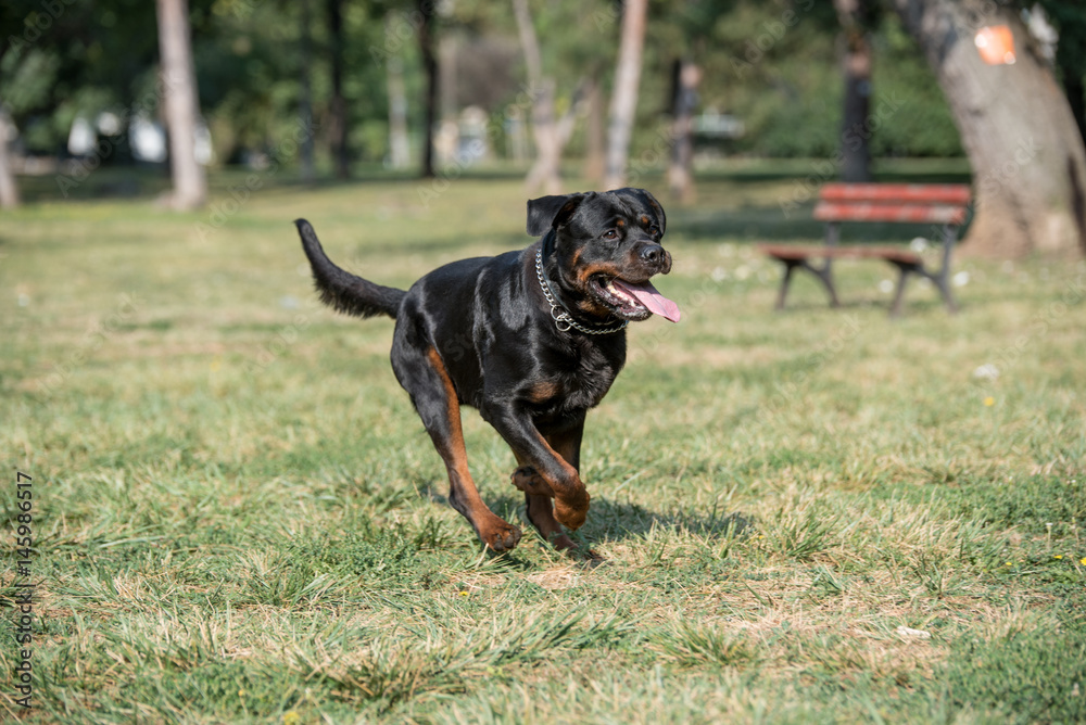 Rottweiler running on the grass
