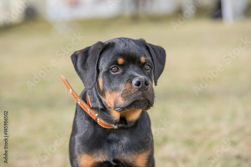 Head shot of Rottweiler photo